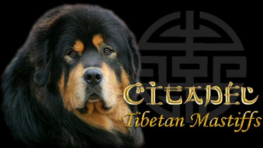 Citadel Tibetan Mastiffs